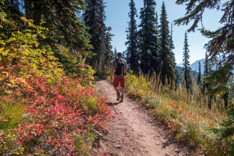 Hiker walking on a forest trail during a day hike
